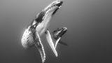 Ray Chin/Wildlife Photographer of the Year