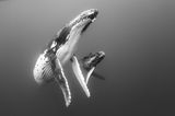 Ray Chin/Wildlife Photographer of the Year