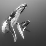 Ray Chin/Wildlife Photographer of the Year