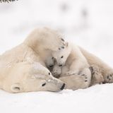 Debra Garside/Wildlife Photographer of the Year