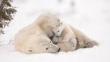 Debra Garside/Wildlife Photographer of the Year