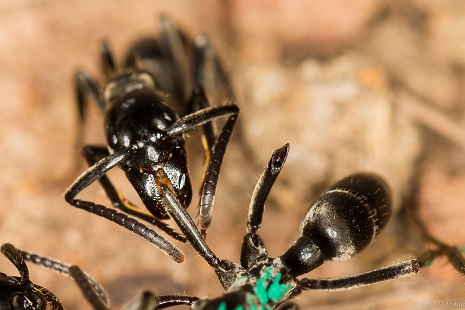 Ameisen helfen sich gegenseitig