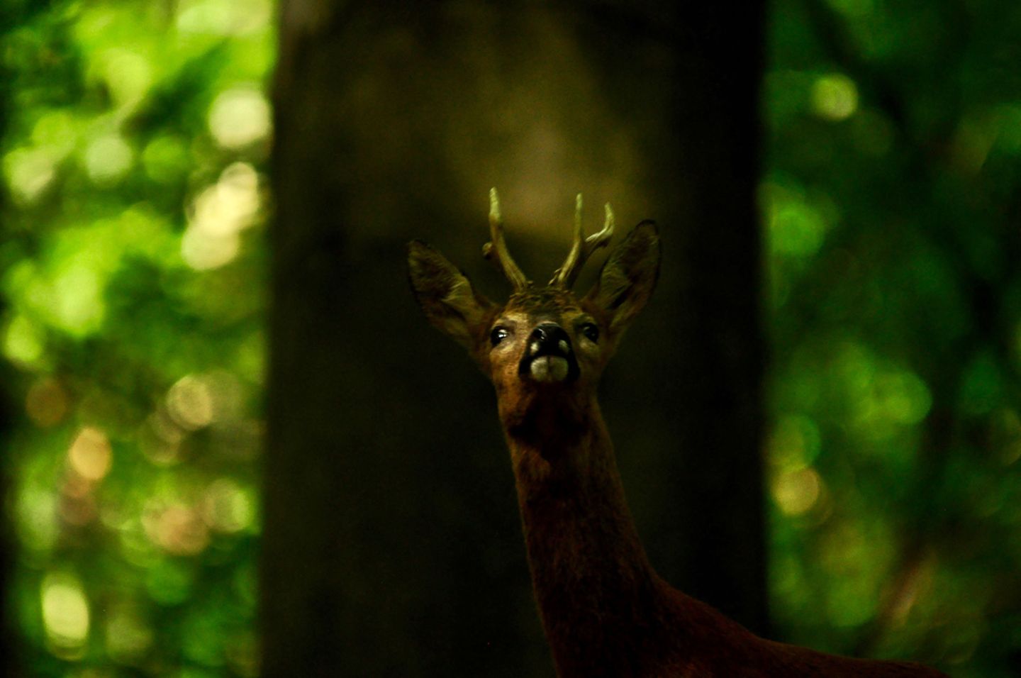 GEO Leserfoto: Die besten Leserfotos: Februar 2018 - Bild 7 Hirsch