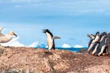 Pinguin verteidigt seine Artgenossen