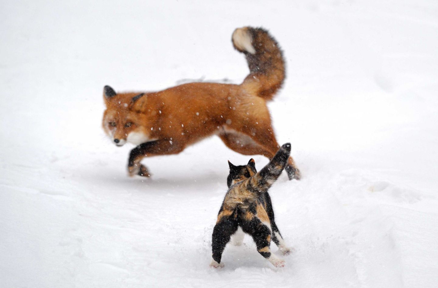 Fuchs flüchtet vor Katze