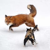 Fuchs flüchtet vor Katze