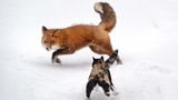Fuchs flüchtet vor Katze