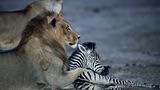 Löwe und Zebra-Fohlen