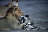 Löwe und Zebra-Fohlen