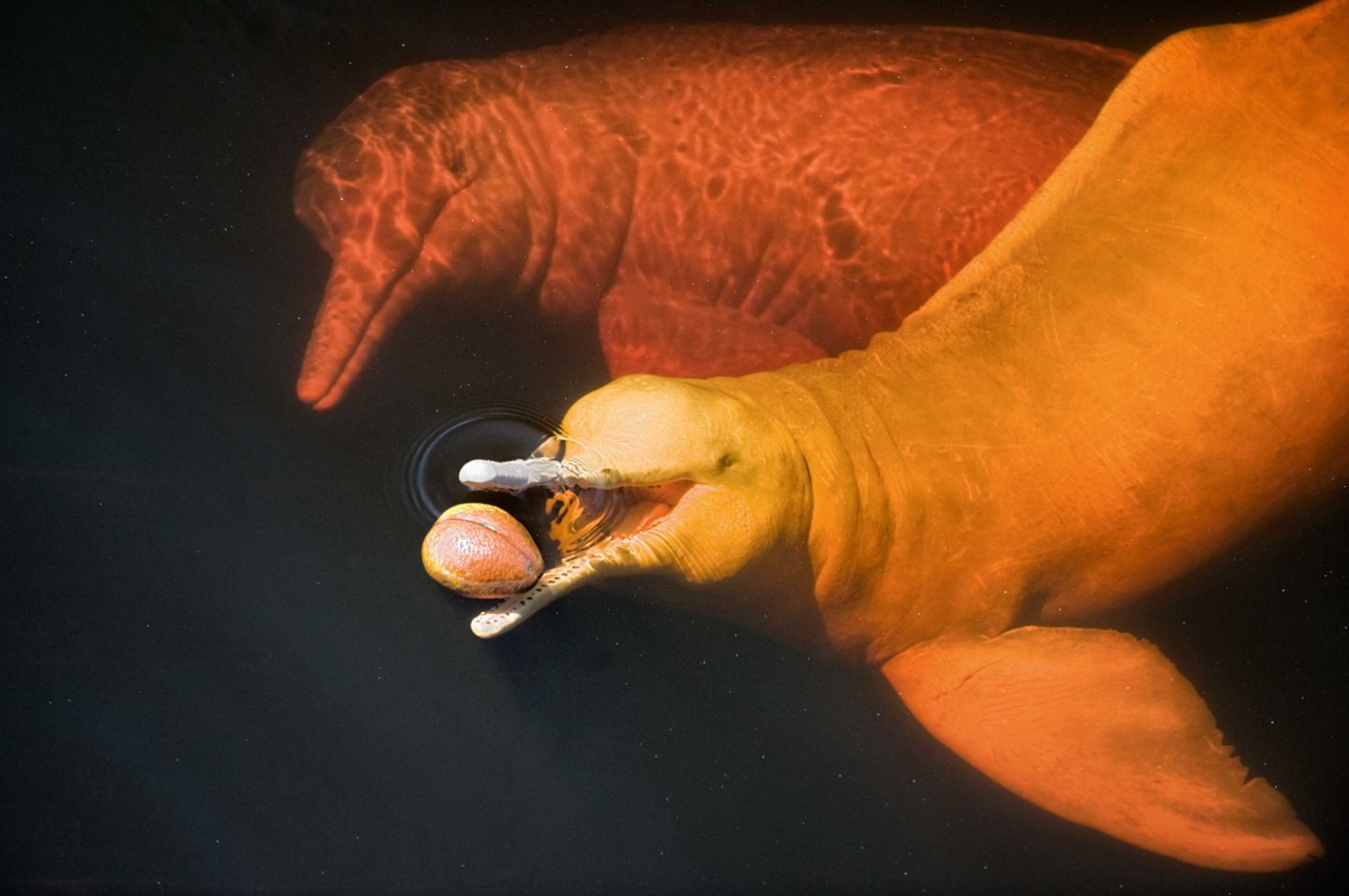 Flussdelfin Ansichtskarte: Boto Ein sehr seltenes Motiv Amazonas 