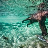 Grizzlybär fischt Lachs