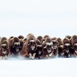 Rennende Moschusochsen