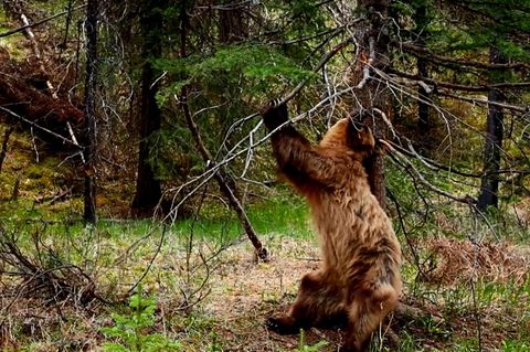 Braunbär entledigt sich seinem Winterfell