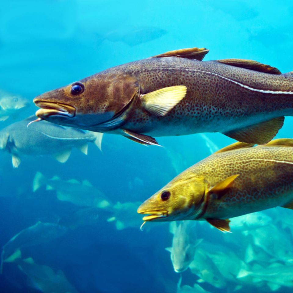 Falsche Tierliebe: Warum Sie einen Goldfisch nicht aussetzen sollten