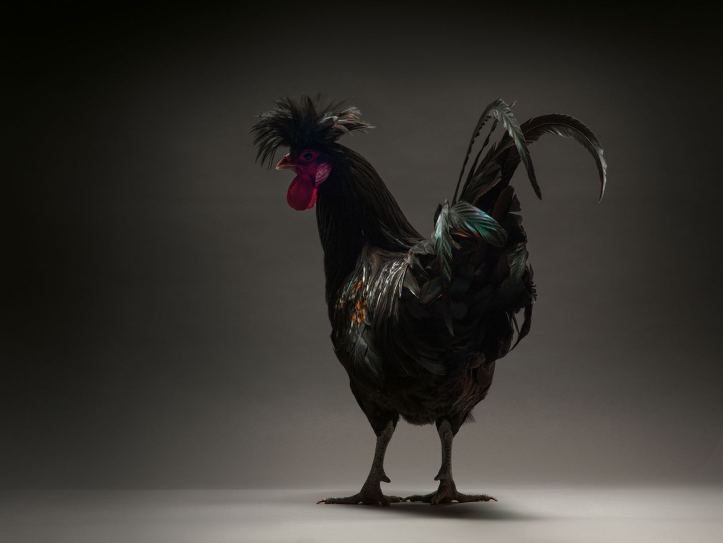 Chicken
