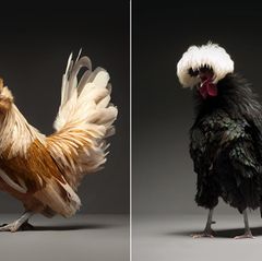 Tierfotografie: So elegant können Hühner wirken