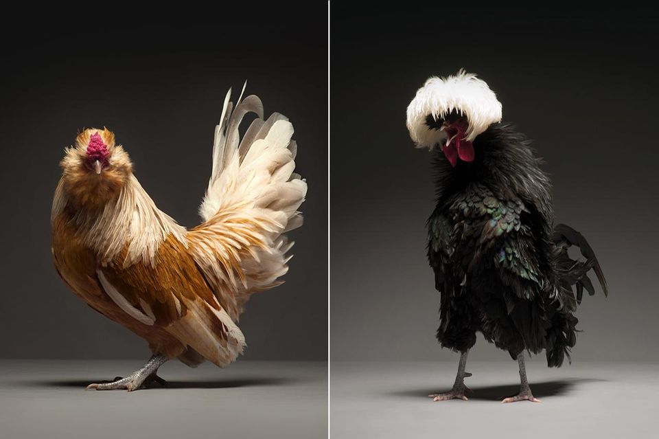 Tierfotografie: So elegant können Hühner wirken