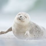 Robbenbaby, Deutschland