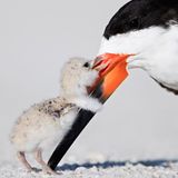 Schwarzmantel-Scherenschnabel