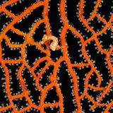 Hippocampus denise, Denise-Zwergseepferdchen