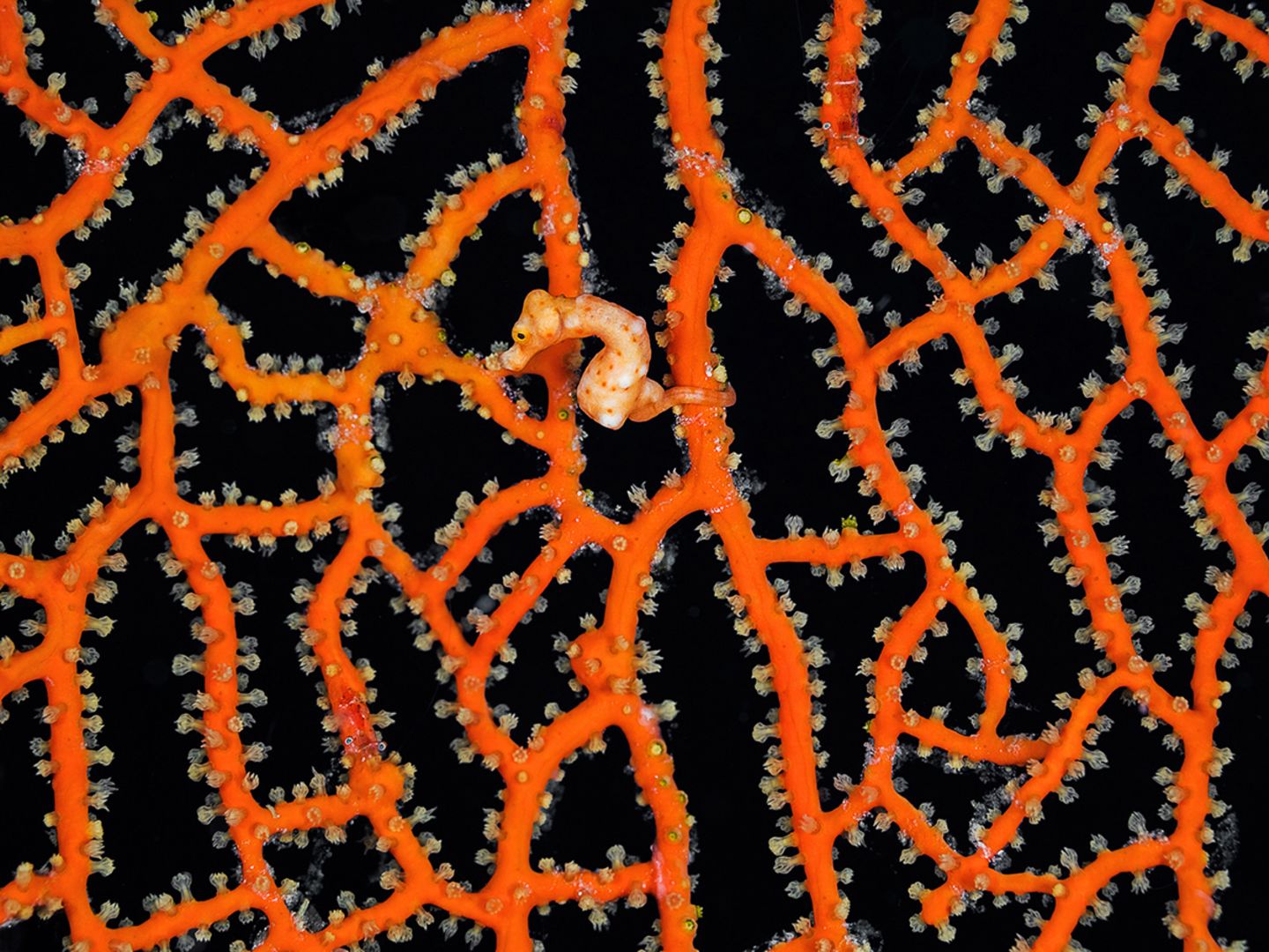 Hippocampus denise, Denise-Zwergseepferdchen