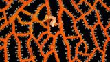 Hippocampus denise, Denise-Zwergseepferdchen