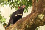 Einen tasmanischen Teufel in freier Wildbahn beobachten