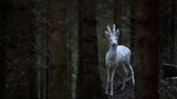 Albino Rehbock