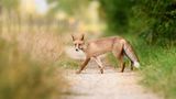 Fuchs
