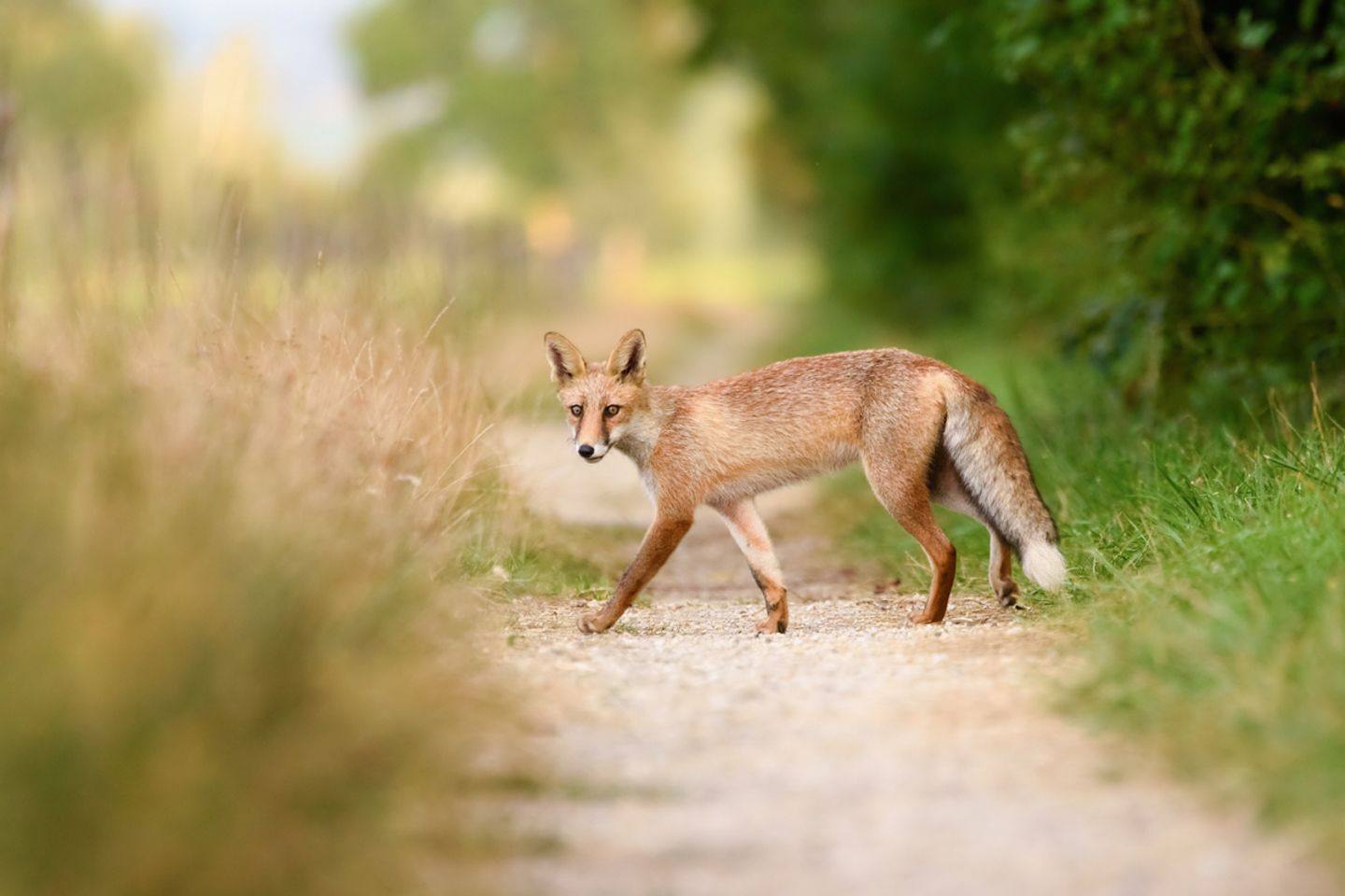 Fuchs