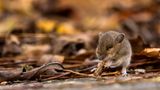 Waldmaus