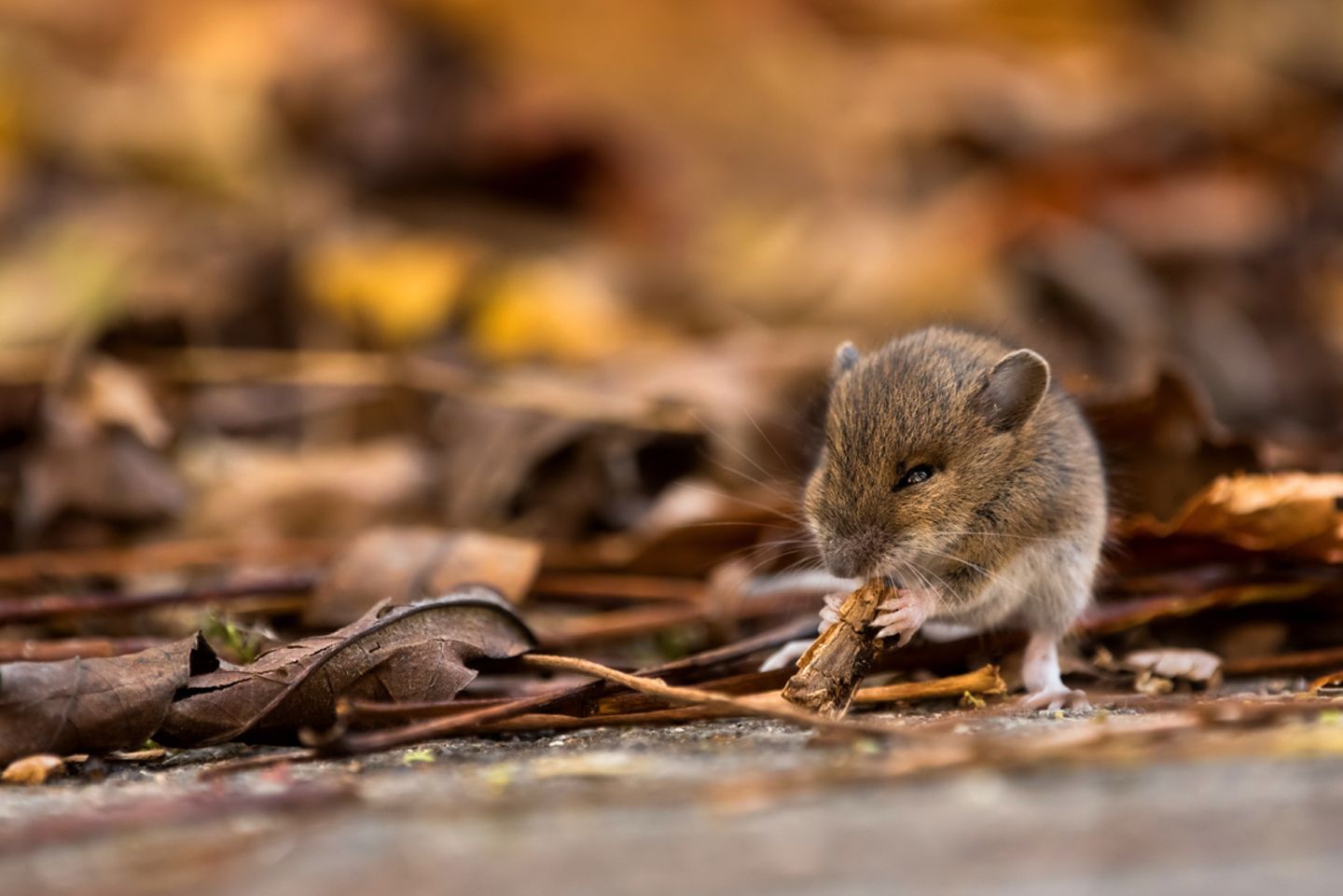 Waldmaus