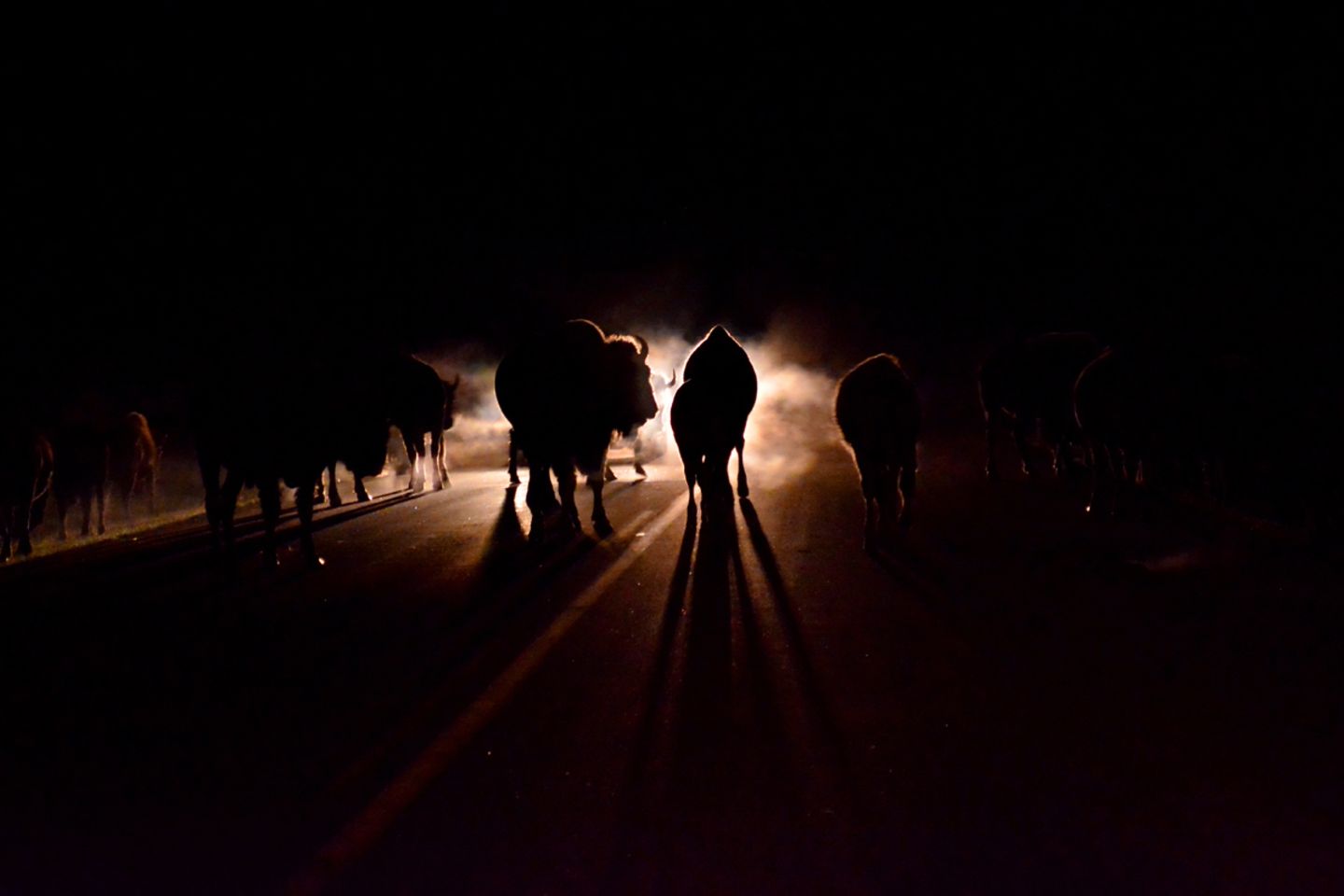 Bisonherde Bison