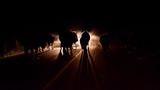 Bison