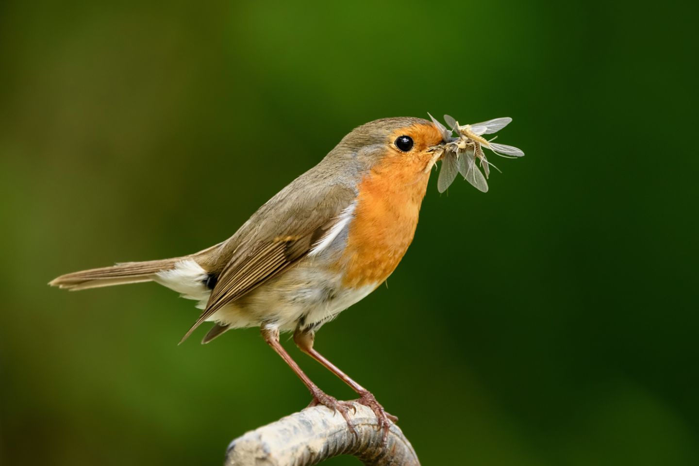Rotkehlchen