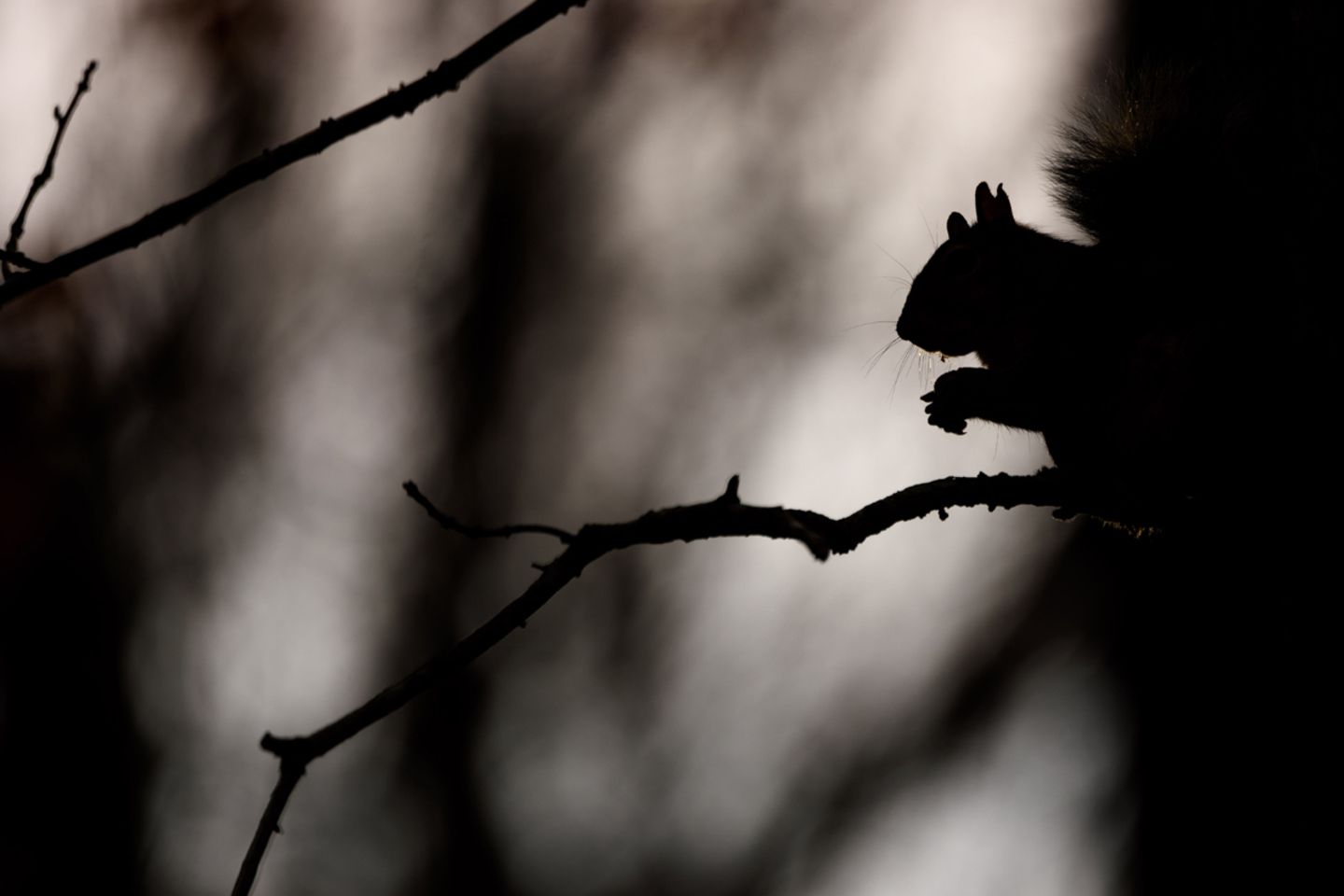 Grauhörnchen