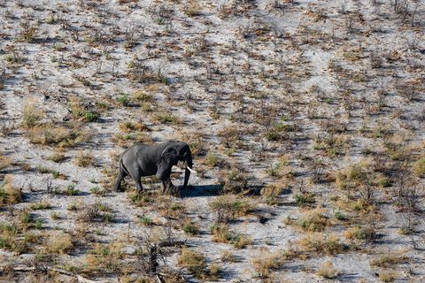 Elefant