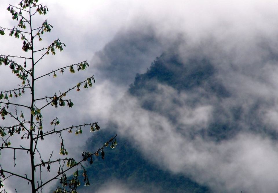 Bergnebelwald in der Intag-Region, Ecuador