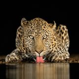Brendon Cremer, South Africa, Commended, Open Wildlife and Winner, South Africa National Award, 2018 Sony World Photography Awa…