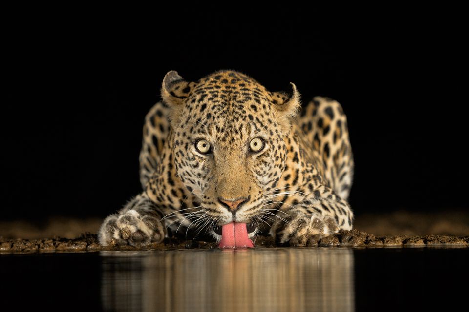 Brendon Cremer, South Africa, Commended, Open Wildlife and Winner, South Africa National Award, 2018 Sony World Photography Awa…