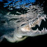 Lynn Wu, Taiwan Region, Commended, Open Wildlife and Winner, Taiwan National Award, 2018 Sony World Photography Awards