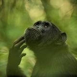 Ingrid Vekemans, Winner, Belgium National Award, 2018 Sony World Photography Awards