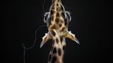 Pedro Jarque Krebs, Peru, Shortlist, Open Wildlife and Winner, Peru National Award, 2018 Sony World Photography Awards
