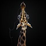 Pedro Jarque Krebs, Peru, Shortlist, Open Wildlife and Winner, Peru National Award, 2018 Sony World Photography Awards