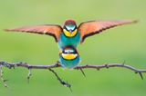 Petar Sabol, Croatia, Shortlist, Open Wildlife and Winner, Croatia National Award, 2018 Sony World Photography Awards