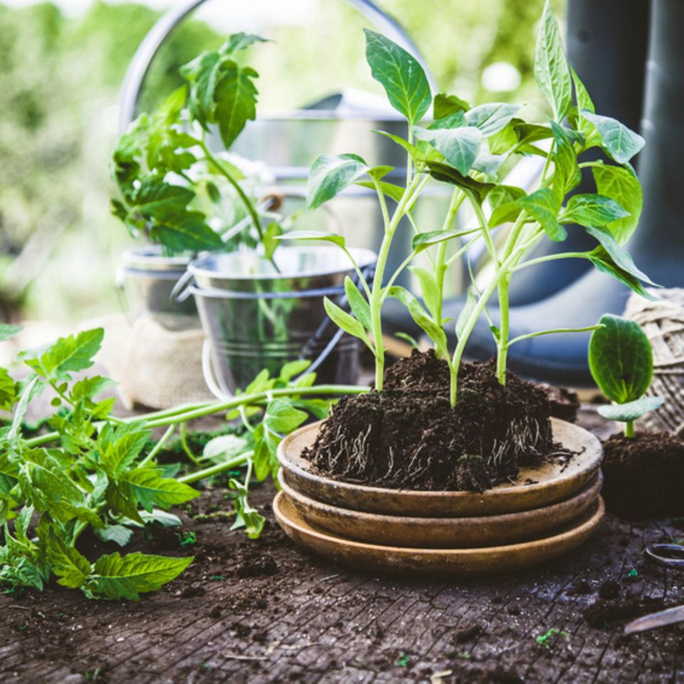 Garten