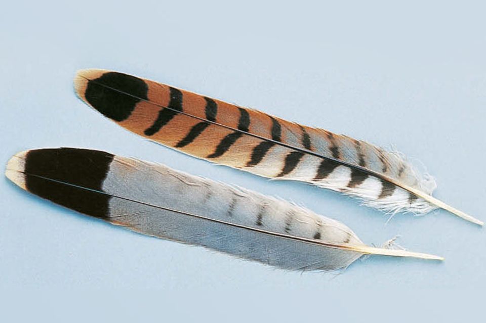 Vogelfedern 1.4982