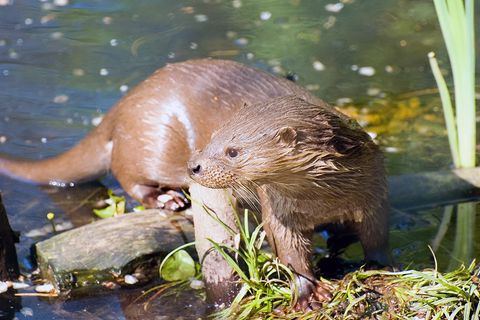 Fischotter
