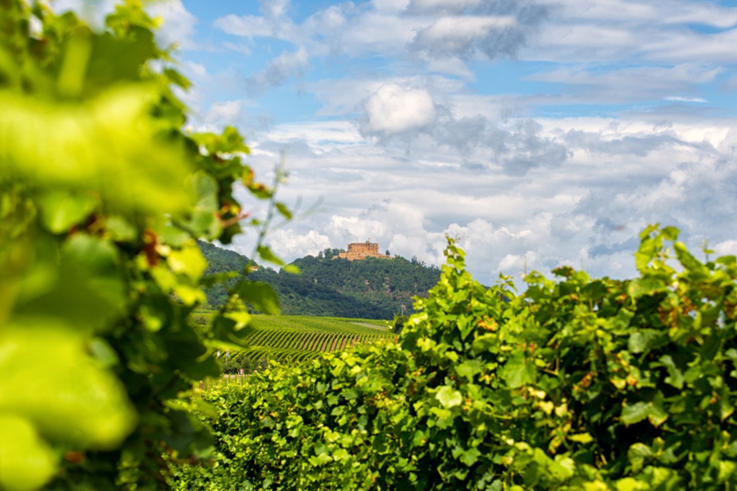 Hambacher Schloss, Weinstraße