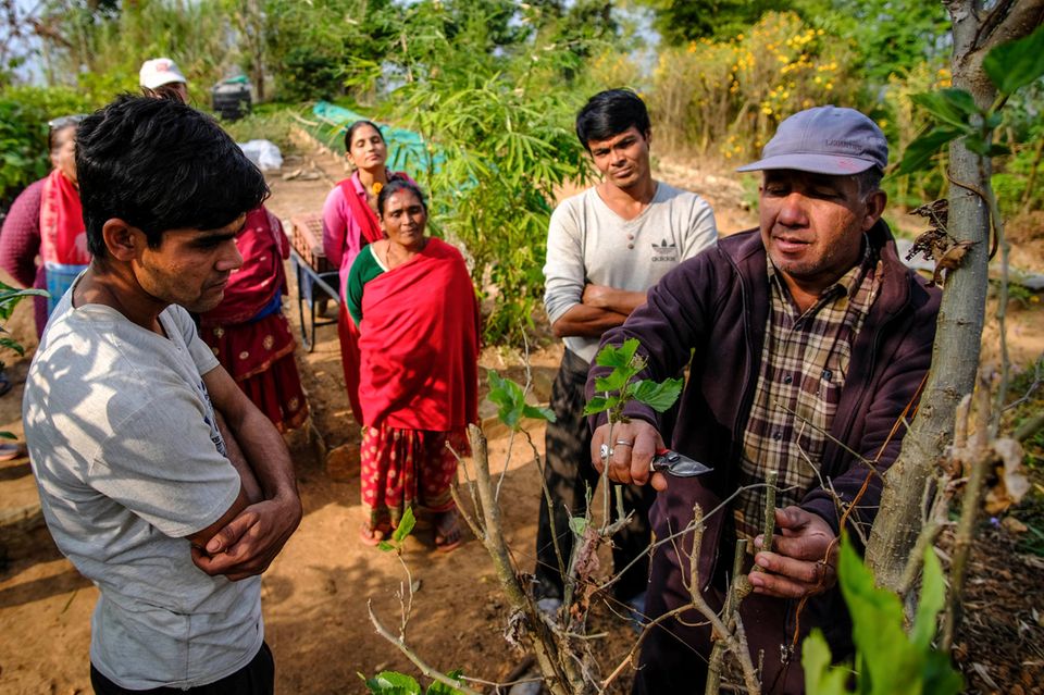 Die Kleinbauern hören aufmerksam zu: Bishnu Giri erklärt ihnen, wie die frisch gepflanzten Fruchtbäume zurückgeschnitten werden, um Wachstum und Fruchtproduktion zu fördern